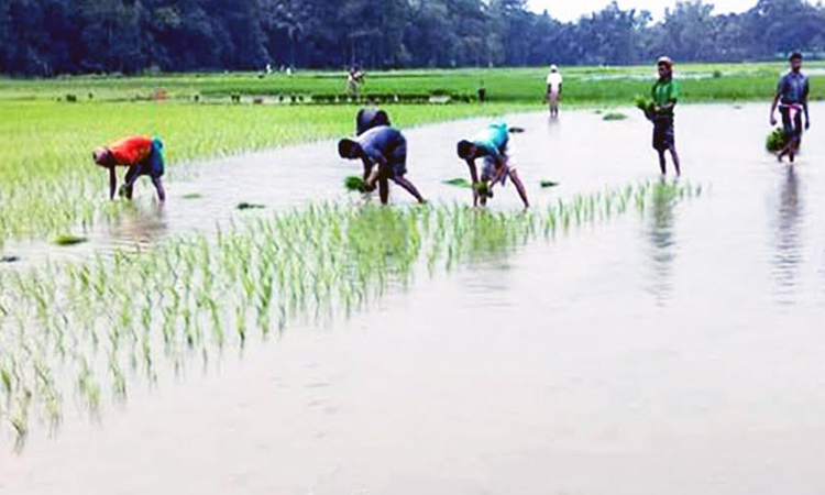 Rangpur targets 20.05 lakh tonnes Aman rice production as transplantation begins