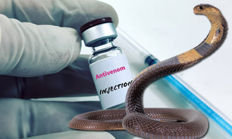 Antivenom available at all upazila health complexes for snakebite treatment