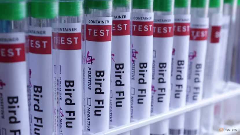 New Zealand detects H5 bird flu