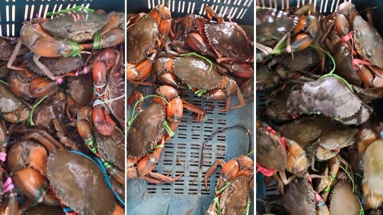Dumuria's crab farming fuels rural prosperity and exports