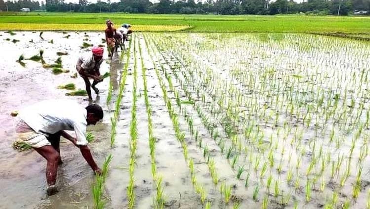 Aman paddy to be cultivated on 2, 72,000 hectares in Dinajpur, DAE targets
