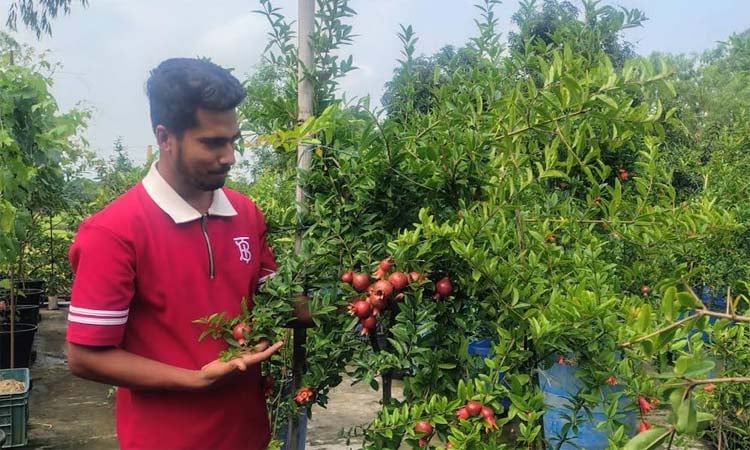 Al Amin earns Tk 1m a year growing pomegranates on his rooftop garden