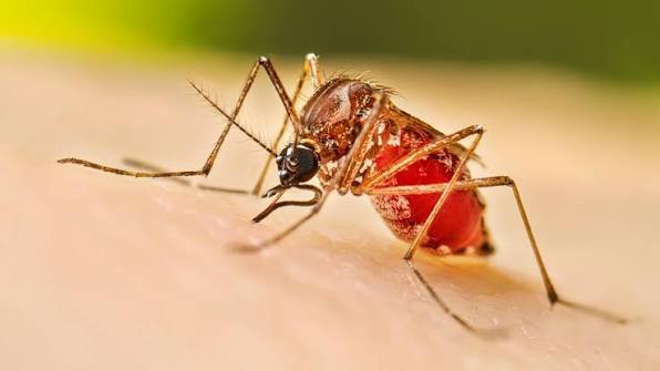 Health officials report 512 fresh cases of dengue inflection, 3 deaths overnight