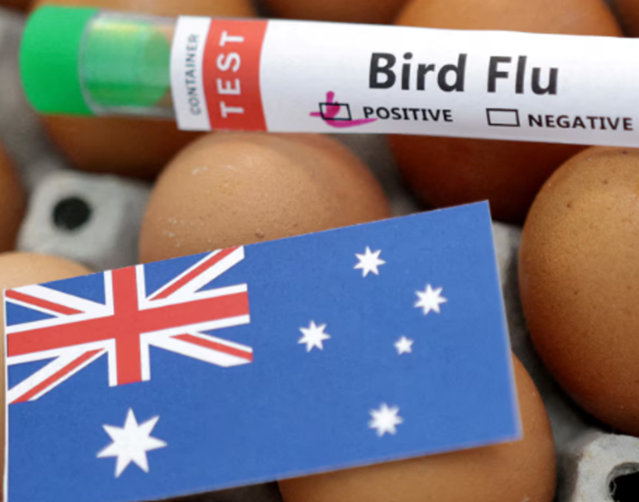 Australia suspects local transmission of H5 bird flu