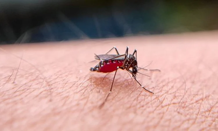 Experts stress mass awareness to prevent dengue