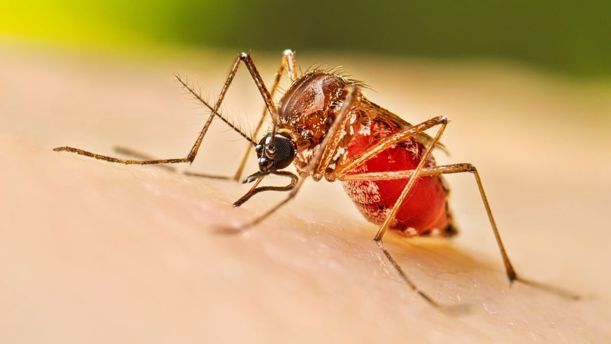 Health officials report 580 fresh cases of dengue inflection, 3 deaths overnight