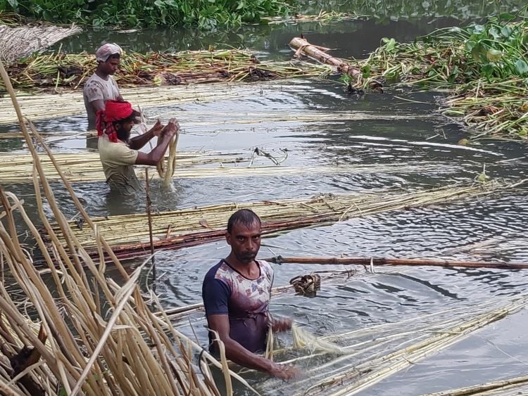 Jute cultivation surpasses target in Natore 