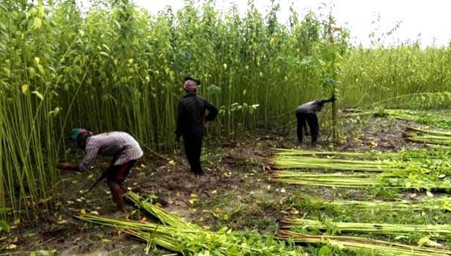 Jute harvesting begins in Manikganj