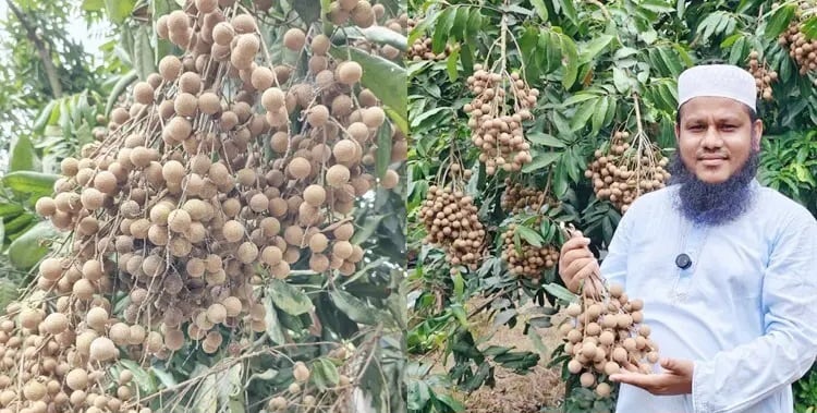 Young farmer inspires many with commercial kath lichu cultivation in Dinajpur