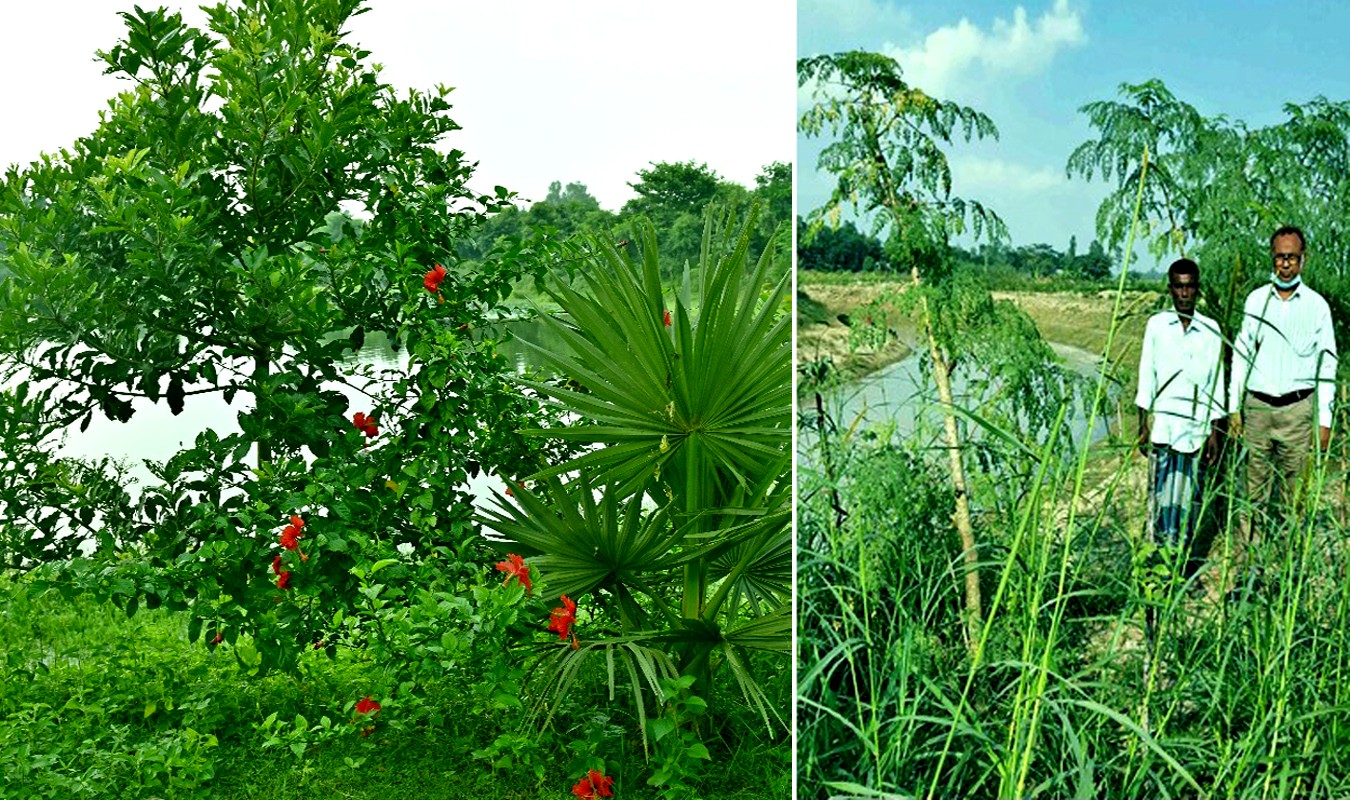 Rangpur region witnesses revival of ecosystem amid newly emerging greenery
