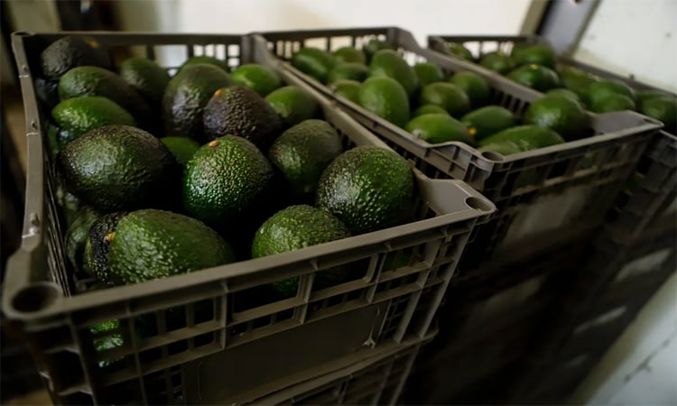 US suspends avocado imports from Mexican state