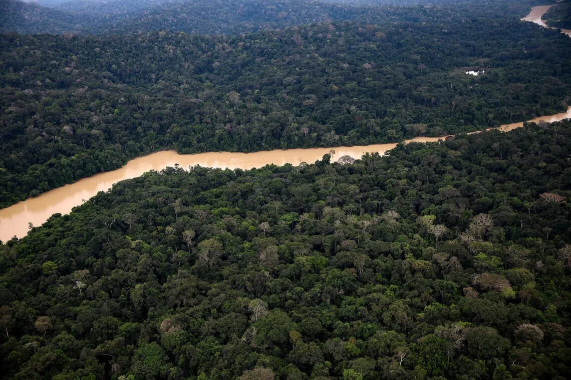 Deforestation hits record low in Brazilian Amazon