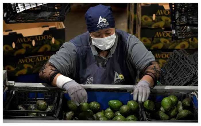 US partially resumes avocado inspections in Mexico