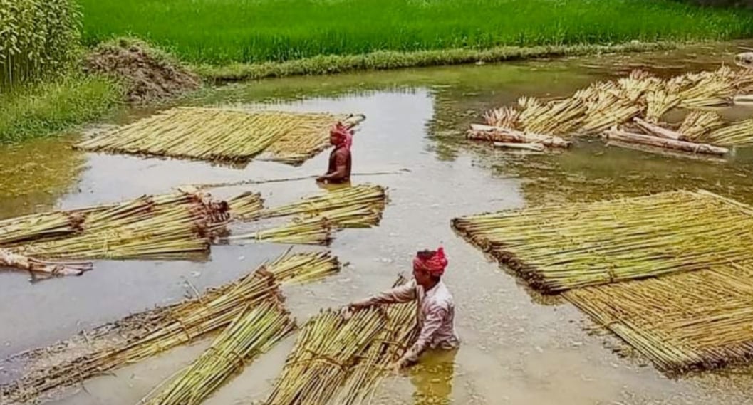 Jute cultivation exceeds target in Khulna 