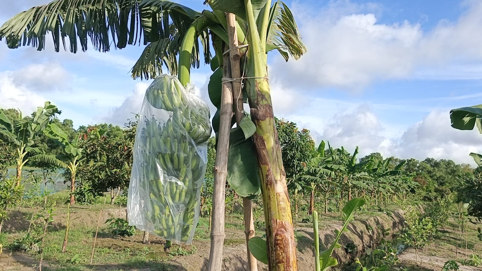 High-yield G-9 banana boosts commercial farming in Patuakhali