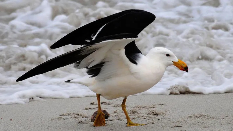 Australia to vaccinate birds against H5 avian influenza