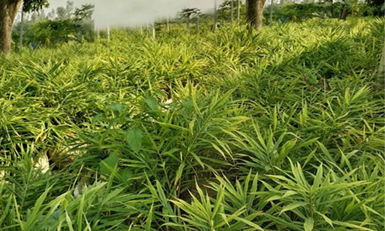 Cultivating ginger in sacks gaining popularity in Rangpur region