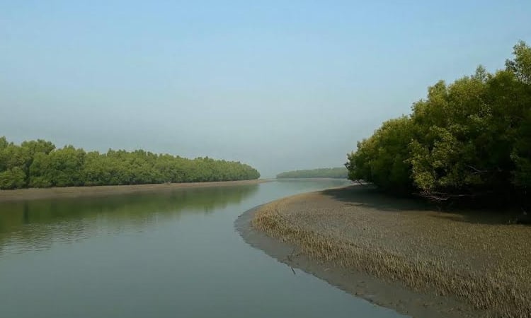 Deer poaching, poison fishing decline in Sundarbans