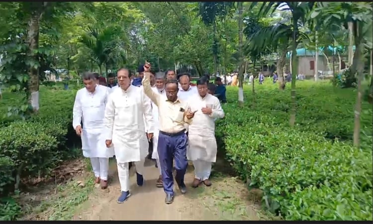 Tea cultivation opens new horizons in Lalmonirhat: Dulu