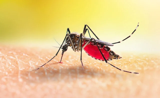 730 new dengue cases, two deaths reported in 24hrs 