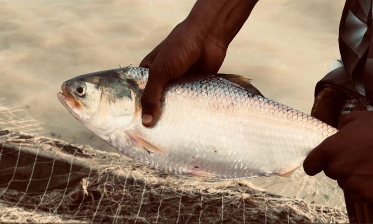Farakka’s grip dried up the Padma, pushing Rajshahi's Hilsa to extinction