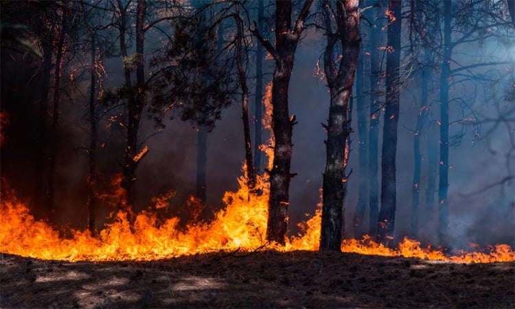 Europe wildfires: latest developments
