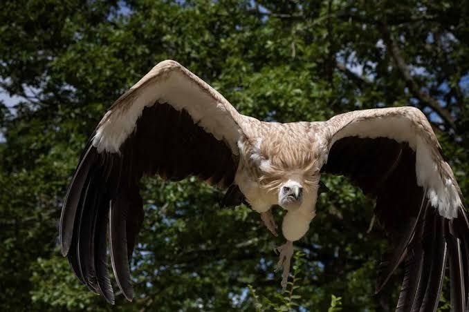 Stubborn vulture plucked from Ryanair wing before Greece flight