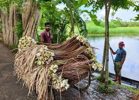 Water lilies bring smiles to farmers in Barishal