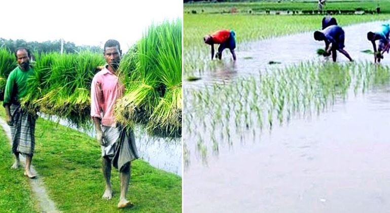 Farmers complete 96pc Aman seedling planting in Rangpur region
