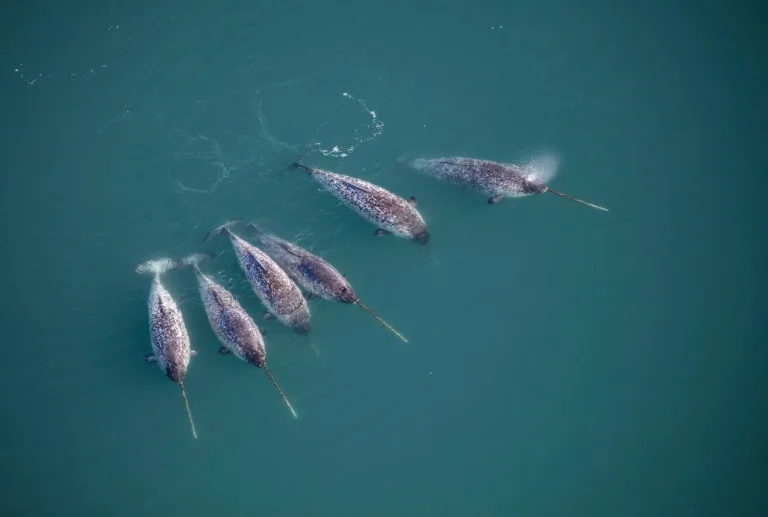 Scientists discover how narwhals grow nature's only straight tusk 