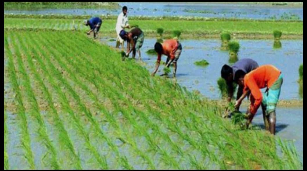 Aman seedling transplantation reaches 38pc in Khulna region