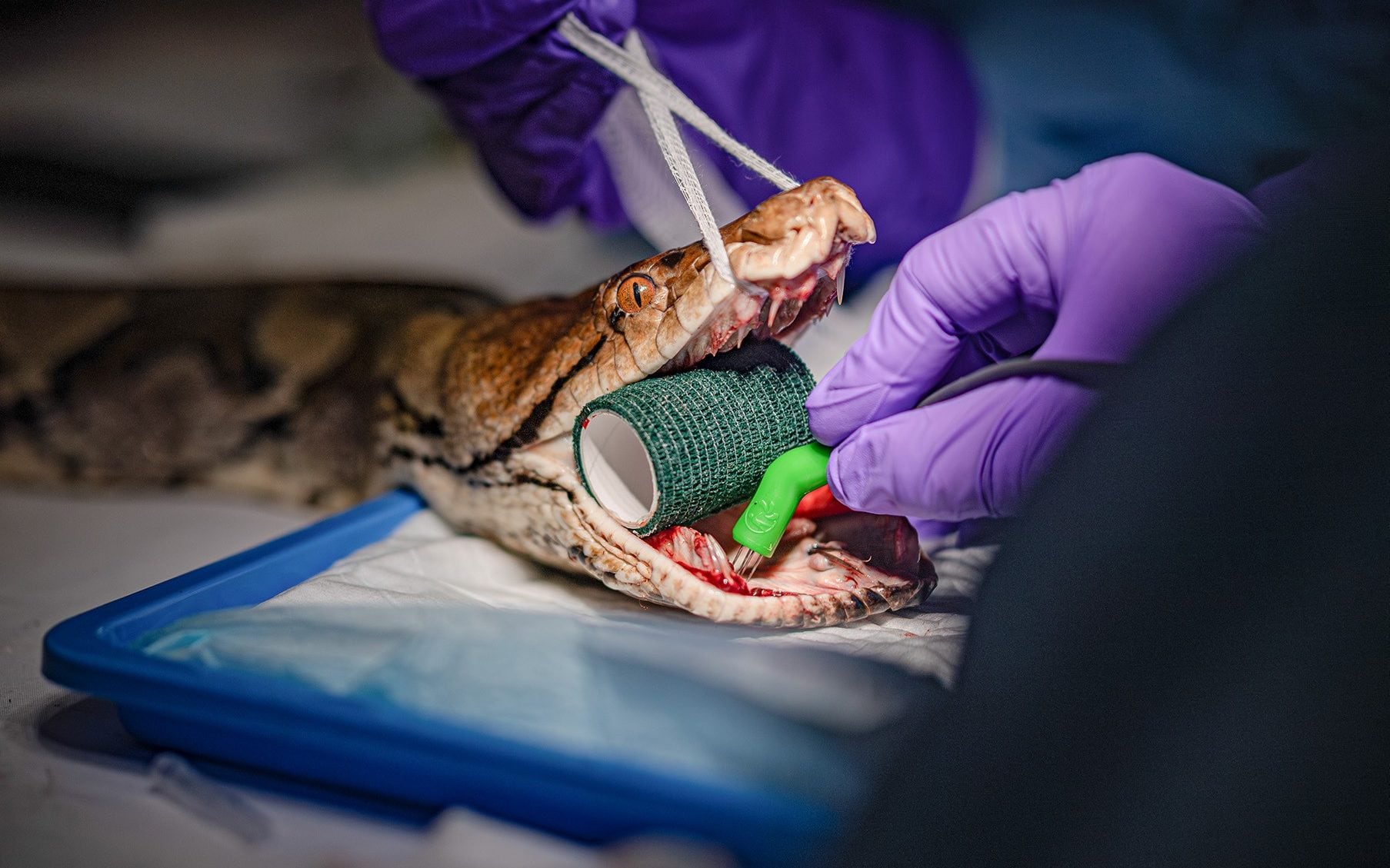 Pioneering cancer treatment saves python named Jodie Foster: UK zoo
