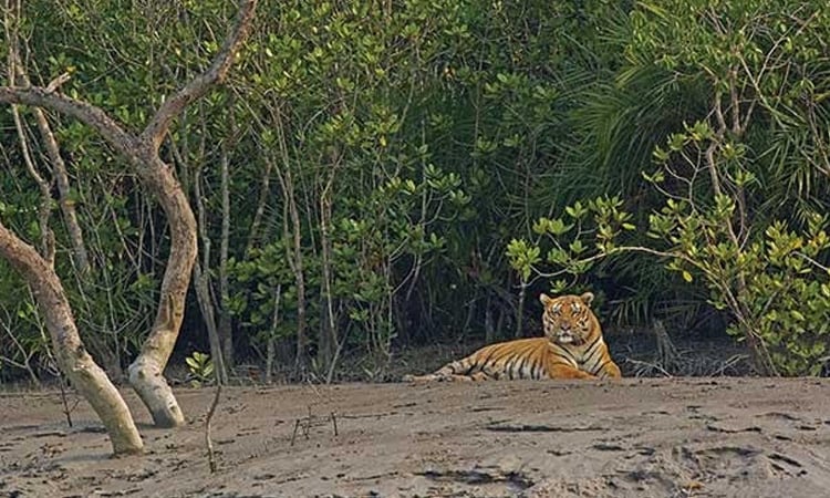 Vigilance intensified to trace released tigress in Sundarbans