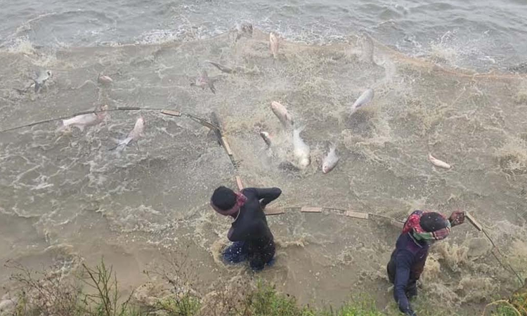Native fish production makes a comeback in Rajbari