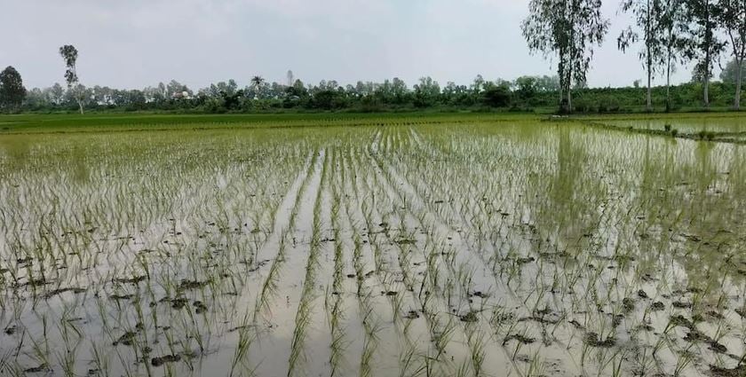 Farmers busy planting transplanted Aman in Natore