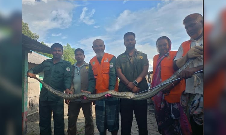 10-foot python rescued in Koyra, released in Sundarbans