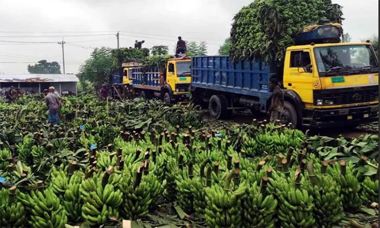 Dinajpur bananas find markets nationwide  
