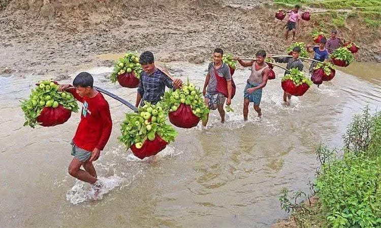 Chattogram’s 'Kanchan Guava' earns Tk 6cr in season, finds overseas markets