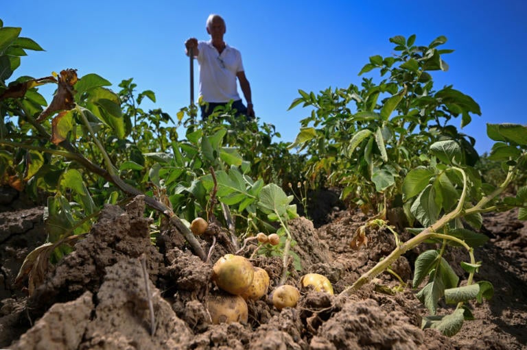 Too small for fries: drought shrinks Belgian potatoes