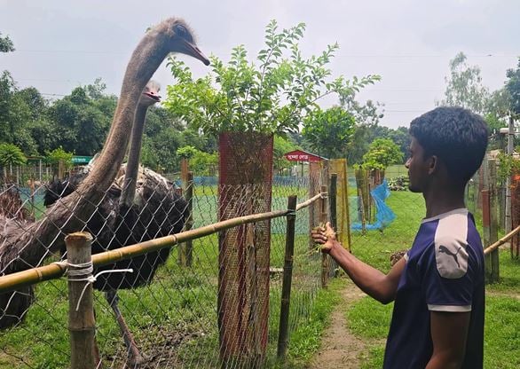 Successful ostrich breeding in Dinajpur set an example