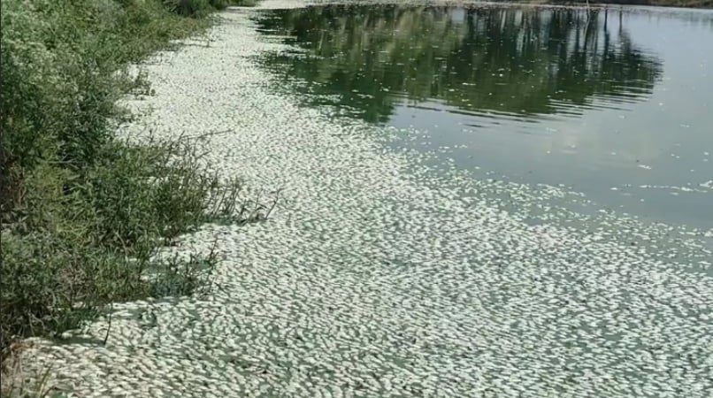 Mismanagement, not power outages, caused fish deaths in Jashore: probe