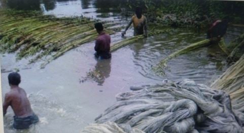 Jute harvesting is going on in full swing in Manikganj