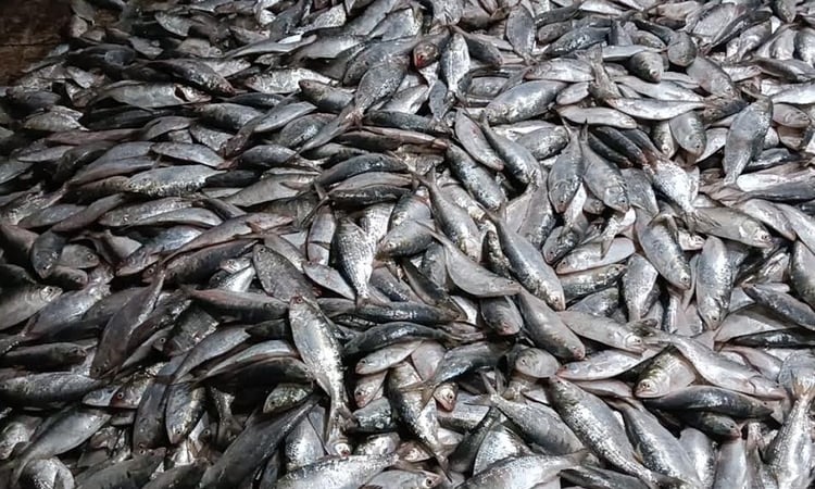 100 maunds of hilsa caught in a fishing trawler in Patuakhali