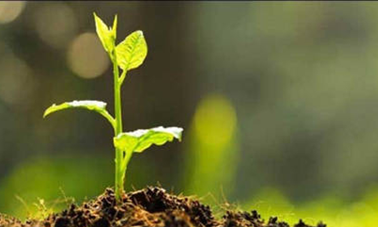 Saplings distributed among students in Madan