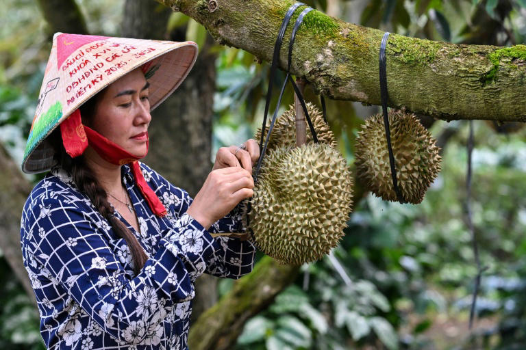 Vietnamese coffee farmers ride China's durian wave