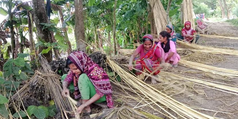 Good prices bring back the golden days of jute farming in Barishal