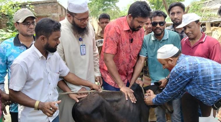 Free vaccination provided to 3,000 cows in Rajshahi's Char Majhardia