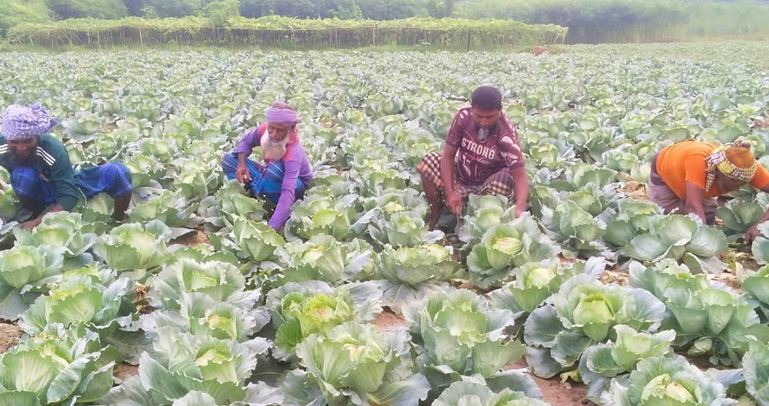 Rajshahi farmers turn to early vegetables for higher profits