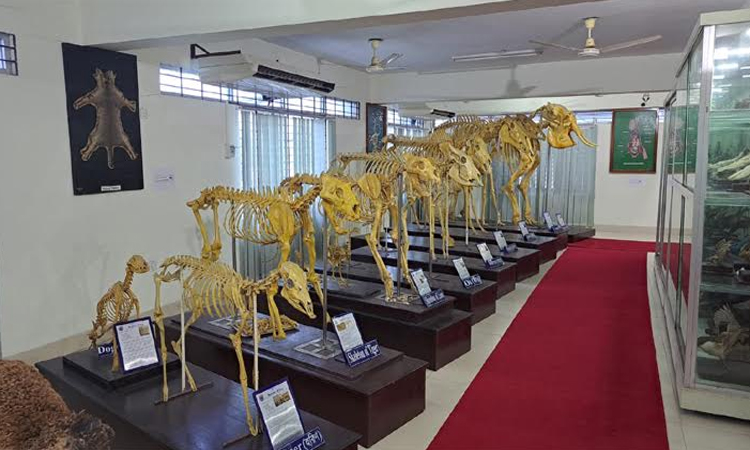 Country's first skeleton museum established in Ctg