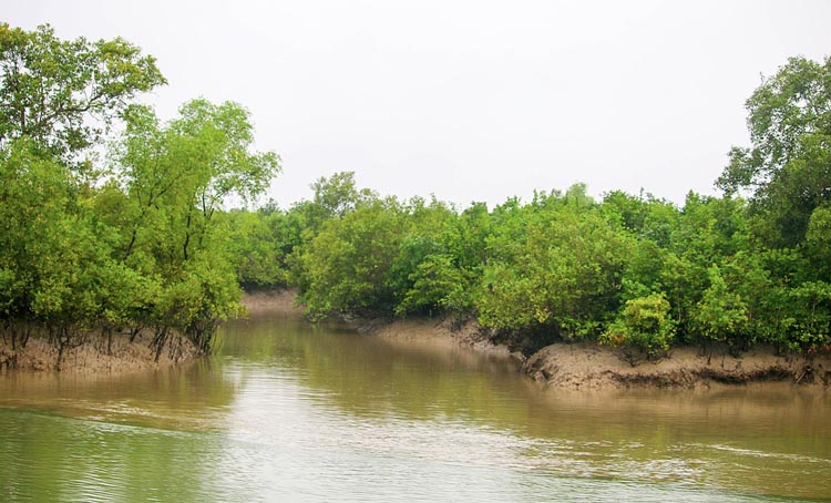 59 pirates surrender in Sundarbans, 59 firearms recovered